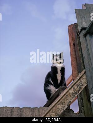 Die junge Smoking-Tabby-Katze sitzt auf einem hölzernen Geländer und blickt auf einen klaren Abendhimmel Stockfoto