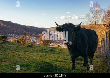 Highland-Kuh, die ihre Zunge in einem Feld oberhalb von Pontypridd in den South Wales Valley ausstreckt Stockfoto