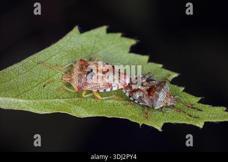 Elternkäfer, Elasmucha grisea. Schildkäfer der Familie Acanthosomatidae. Ein Paarungspaar auf einem Birkenblatt. Stockfoto