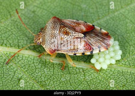 Elternkäfer, Elasmucha grisea. Schildkäfer der Familie Acanthosomatidae. Eine Frau, die Eier auf einem Birkenblatt pflegt. Stockfoto