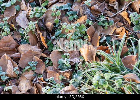 Frostige, gefallene Blätter zwischen grünen Blättern auf dem Boden Stockfoto