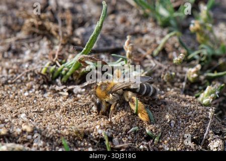 Pantaloon-Biene (Dasypoda hirtipes) Weibchen mit zotteligen Scopa-Haaren auf den Hinterbeinen beim Ausgraben eines Nestes in sandiger Heide, Dorset, Großbritannien, Juli. Stockfoto