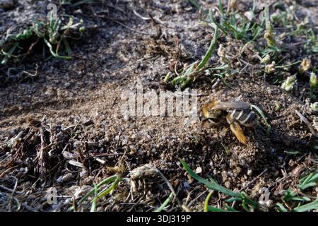 Pantaloon-Biene (Dasypoda hirtipes) Weibchen mit zotteligen Scopa-Haaren auf den Hinterbeinen beim Ausgraben eines Nestes in sandiger Heide, Dorset, Großbritannien, Juli. Stockfoto