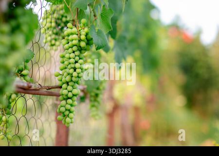 Traubengruppe. Eine Nahaufnahme leuchtender grüner Trauben, die an einer Weinrebe mit üppigen Blättern hängen. Kopierbereich, Banner Stockfoto