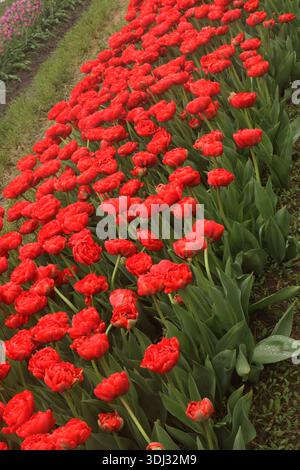 Ein Blumenbeet gefüllt mit Miranda Peony Tulpenblüten, in verschiedenen Phasen der Blüte während des Tulip Festivals in Holland, Michigan, USA Stockfoto
