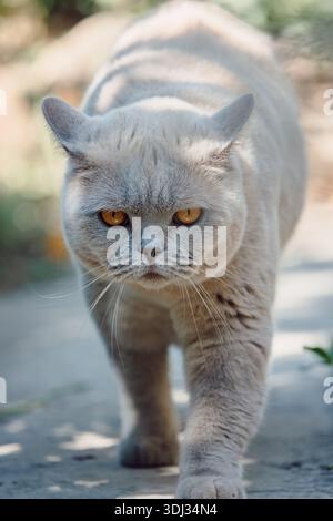 Ernsthafte schottische Hetero-Katze aus nächster Nähe zu Fuß im Freien Stockfoto