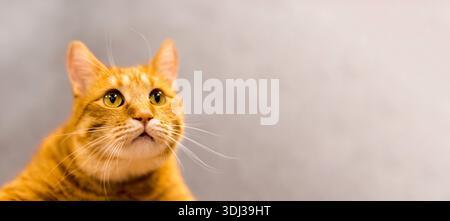 Neugierige Ingwerkatze auf grauem Hintergrund. Flauschiges Haustier mit lustigem hungrigem Ausdruck im Gesicht. Horizontaler Hintergrund mit Kopierraum. Stockfoto