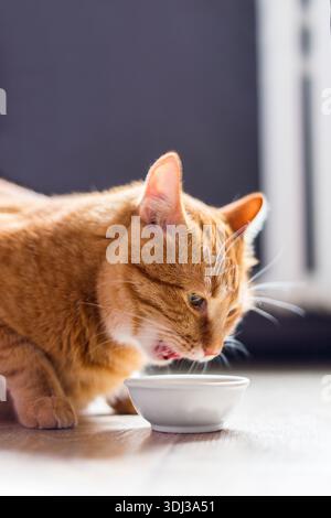Wunderschöne reinrassige Ingwerkatze, die neben einer weißen Schüssel sitzt, auf dem Boden neben dem Küchenraum steht und morgens isst. Stockfoto