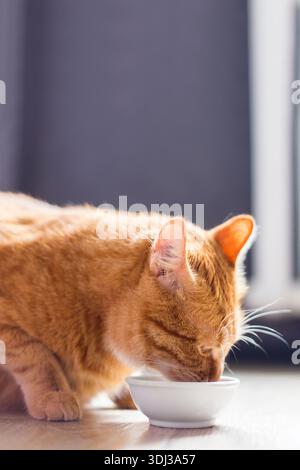 Wunderschöne reinrassige Ingwerkatze, die neben einer weißen Schüssel sitzt, auf dem Boden neben dem Küchenraum steht und morgens isst. Stockfoto
