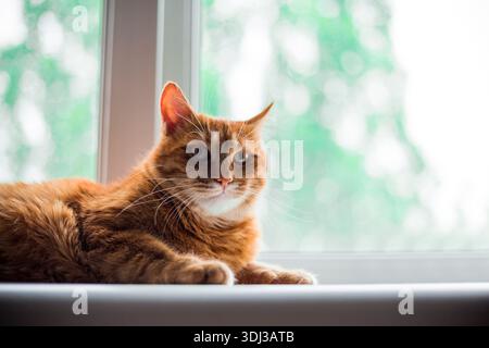 Porträt einer dösen Ingwerkatze in Nahaufnahme. Eine hübsche orangene Katze liegt und ruht auf der Fensterbank. Eine ruhige Ingwerkatze entspannt sich am Morgen Stockfoto