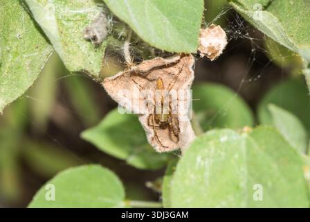 Weibliche grüne Lynx-Spinne (Peucelia sp.) Auf einem Netz mit Eiern in der Sierra Juarez, Mexiko Stockfoto
