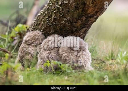 Drei Uhu (Bubo bubo) Küken sitzen dicht nebeneinander unter einem Baumstamm, gut getarnt in der grünen Natur und blicken weg, Niedersachsen, Deutschland Stockfoto