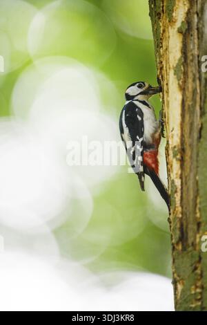 Ein großer Fleckenspecht (Dendrocopos Major, Syn.: Picoides Major) sitzt auf einem Baumstamm vor einem verschwommenen grünen Hintergrund und blickt in seine ca. Stockfoto