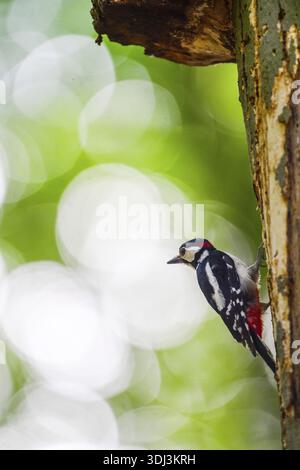 Ein großer Fleckenspecht (Dendrocopos Major, Syn.: Picoides Major) sitzt auf einem Baumstamm vor einem verschwommenen grünen Hintergrund, dem Teutoburger Wald Stockfoto