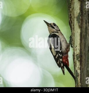 Ein großer Fleckenspecht (Dendrocopos Major, Syn.: Picoides Major) sitzt auf einem Baumstamm vor einem verschwommenen grünen Hintergrund, dem Teutoburger Wald Stockfoto