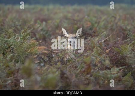 Rotwild (Cervus elaphus) ausgewachsenes weibliches Hirschtier unter Bracken im Herbst, England, Vereinigtes Königreich Stockfoto