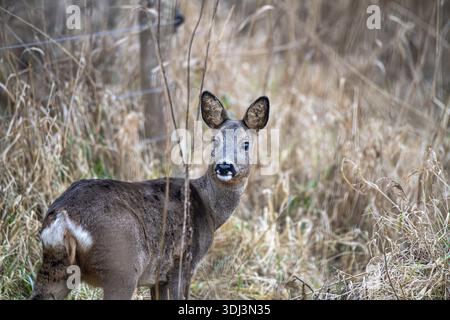 Rehe (Capreolus capreolus), in einem Dickicht stehend und umschauend, Schleswig-Holstein, Deutschland Stockfoto