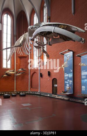 Finnwal (Balaenoptera physalus), Skelett, Ausstellung, Deutsches Ozeanographisches Museum, Dominikanerkloster, Hansestadt Stralsund, Mecklenburg-West Stockfoto