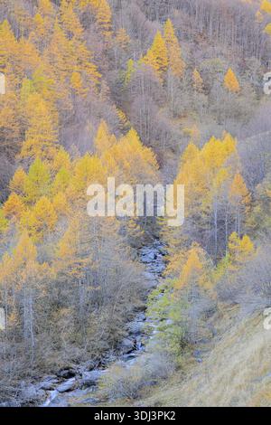 Goldene Herbstbäume säumen einen Bach in einer malerischen Landschaft, Italien Stockfoto