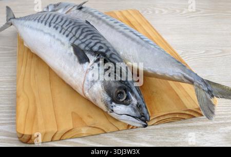 Frische Makrelen auf ein Holzbrett-Nahaufnahme Stockfoto