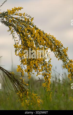 Ginster (Cytisus scoparius) blühend auf der Landwiese mit sanftem Licht Stockfoto