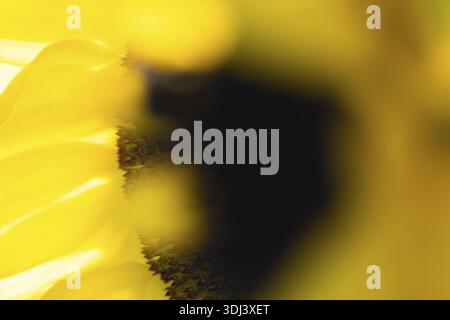 Verschwommene Makroaufnahme von Sonnenblumenblättern, Sonnenblume (Helianthus annuus), Köln, Nordrhein-Westfalen, Deutschland Stockfoto