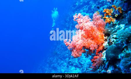 Taucher erkunden das lebhafte Korallenriff in leuchtendem Blau mit leuchtend rotem Korallenwuchs Stockfoto