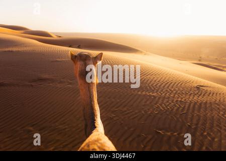 Blick vom Kamelrücken aus, der Kamelkopf auf Sanddünen gegen Sonnenuntergang in der Wüste Wahiba Sands, Oman, zeigt. Warmes Licht, Wüstenreise und Tram Stockfoto