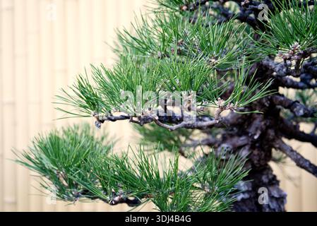 Detail eines Bonsai-Baumes Stockfoto