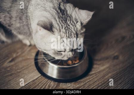 Schöne graue britische Katze, die Fleisch aus einer Metallschale auf Holzboden isst. Niedliches Haustier. Stockfoto