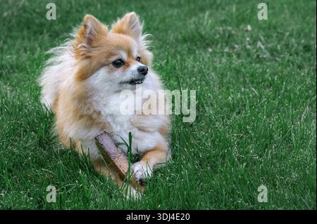 Pommersche Spitze, Pomchi, die auf dem Rasen liegen und mit einem gefundenen Stock spielen. Ein Hund in einer natürlichen Umgebung. Stockfoto