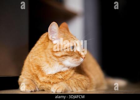 Ingwerkatze sitzt auf dem Holzboden in einem weißen Zimmer. Die fette rote Katze ruht sich aus. Süßes, flauschiges Kätzchen zu Hause. Eine große rote Katze liegt wunderschön auf t Stockfoto