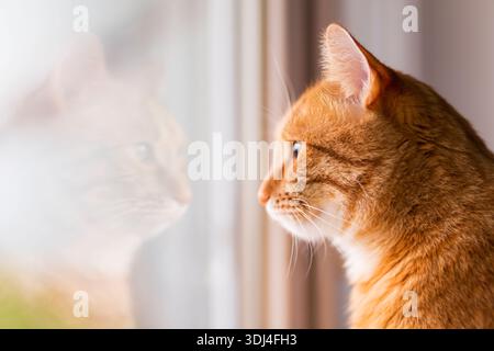 Porträt einer roten Katze, die an einem sonnigen Tag aus dem Fenster schaut. Schöne rote Hauskatze, die zu Hause auf Menschen wartet. Kopierbereich Stockfoto