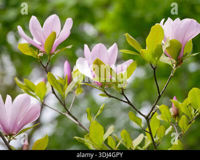 Rosa Magnolie blüht auf Ästen in Wien. Konzept des Frühlings, des Erwachens der Natur, der Schönheit der Blumen, des Wachstums, der Erneuerung für den Hintergrund, saisonal d Stockfoto