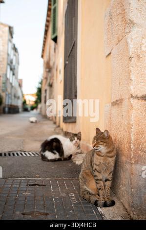 Mehrere streunende Katzen entspannen sich in einer engen Kopfsteinpflasterstraße in einer mediterranen Stadt, während sie sich im warmen Sonnenlicht sonnen Stockfoto