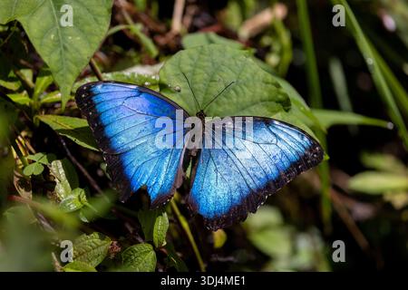 Nahaufnahme des männlichen blauen Morpho-Schmetterlings - Provinz Alajuela, Costa Rica Stockfoto