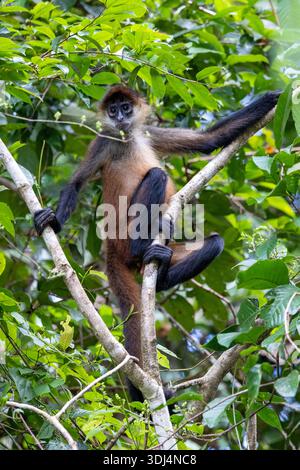 Geoffroys Spinnenaffen (Ateles geoffroyi) - La Laguna del Lagarto Eco-Lodge, Boca Tapada, Costa Rica Stockfoto