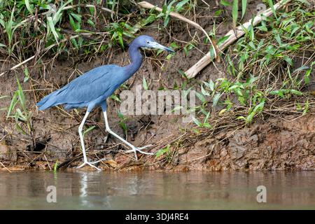 Kleiner Blaureiher (Egretta caerulea) am Fluss San Carlos in der Nähe von Boca Tapada, Costa Rica Stockfoto