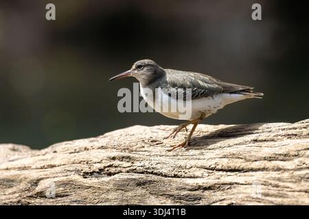 Gefleckter Sandfänger (Actitis macularius) in nicht-Brutgefieder - San Carlos River, in der Nähe von Boca Tapada, Costa Rica Stockfoto