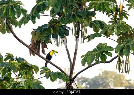 Kielschnabel-Tukan (Ramphastos sulfuratus) aus Cecropia-Baum - La Laguna del Lagarto Eco-Lodge, Boca Tapada, Costa Rica Stockfoto