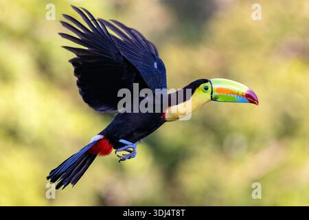 Kielschnabel-Tukan (Ramphastos sulfuratus) im Flug - La Laguna del Lagarto Eco-Lodge, Boca Tapada, Costa Rica Stockfoto