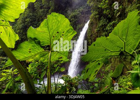 La Paz Wasserfall und Riesenblättrige „Dinosaurier Food“ (Gunnera insignis) Pflanzen - Provinz Alajuela, Costa Rica Stockfoto