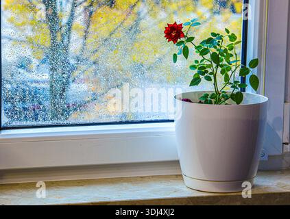 Blühende Miniaturrose in einem weißen Topf am Fenster. Regentropfen auf dem Glas und ein verschwommener Blick auf den Garten schaffen eine Atmosphäre von Ruhe und Wärme Stockfoto
