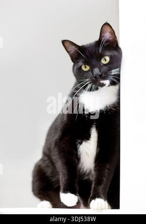 Eine schwarz-weiße Tuxedo-Kurzhaarkatze, die sich an eine Wand lehnt Stockfoto