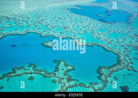 Blick aus der Vogelperspektive auf das pulsierende Herz-Korallenriff im klaren blauen Ozean. Great Barrier Reef, Australien Stockfoto