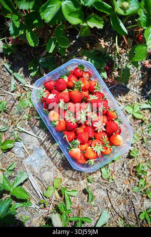 Ansicht von oben auf einen Plastikbehälter gefüllt mit Reifen roten Erdbeeren, der auf dem Boden auf einem Erdbeerfeld platziert wird. Stockfoto