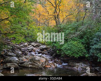 Ein kristallklarer Gebirgsbach fließt über alte Felsen, umgeben von Peak-Herbstlaub in den Smoky Mountains. Stockfoto