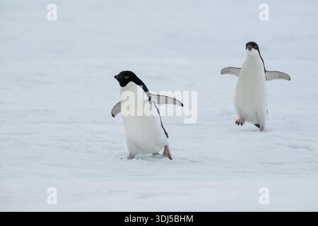 Antarktis, George VI Sound. Reifer Adelie-Pinguin gefolgt von unreifer Adelie auf Schnelleis. Stockfoto