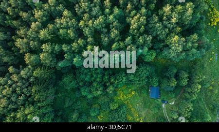 Die Luftaufnahme zeigt einen dichten, immergrünen Wald, eine dunkle Dachkabine und ein Fahrzeug entlang einer schmalen Lichtung auf der rechten Seite. Gelbe Wildblumen sind auf der Wiese Stockfoto