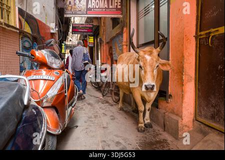 Varanasi, Indien - 18. März 2024: Eine Kuh steht in einer engen Gasse neben einer orangefarbenen Mauer, mit geparkten Motorrollern, Motorrädern, Schildern und Menschen, die weiter die Straße hinunter laufen. Stockfoto